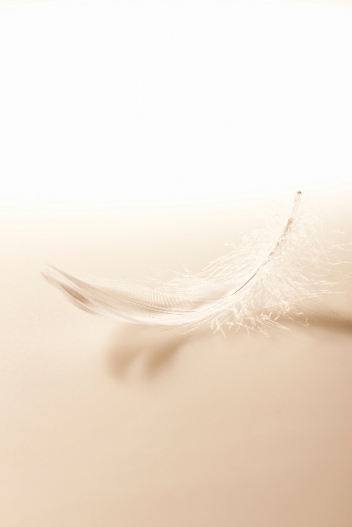 Feather
